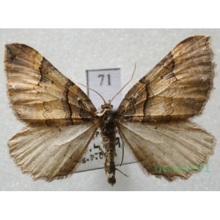 Earophila badiata (Denis & Schiffermüller, 1775) Czech71